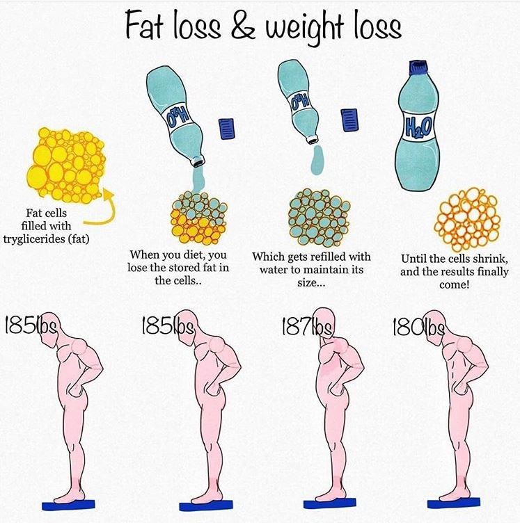 do you lose fat cells when you diet
